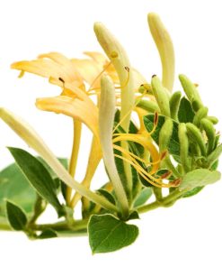 Natural Perfume Honeysuckle